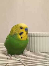 Lost Budgerigar