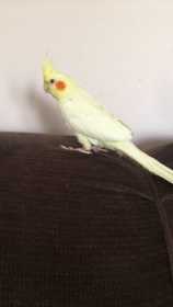 Lost Cockatiel