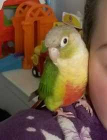 Lost Conure