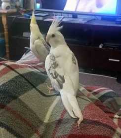 Lost Cockatiel