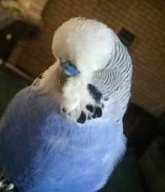 Lost Budgerigar