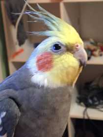 Lost Cockatiel