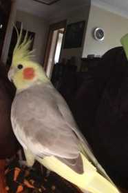 Lost Cockatiel