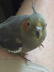 Lost Cockatiel