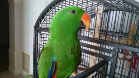 Lost Eclectus