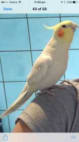 Lost Cockatiel