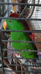 Lost Eclectus