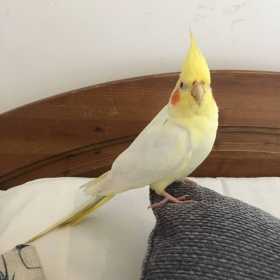 Lost Cockatiel