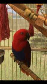 Lost Eclectus