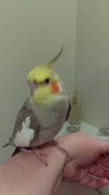 Lost Cockatiel