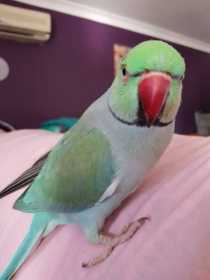 Lost African Ringneck Parakeet