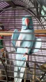 Lost Indian Ringneck Parakeet