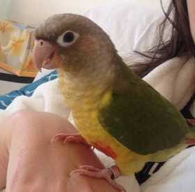 Lost Conure