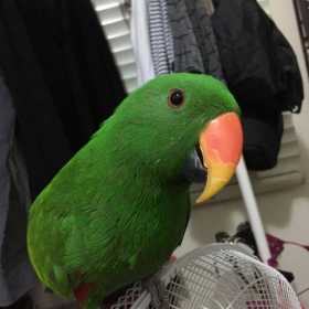 Lost Eclectus