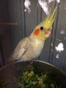 Lost Cockatiel