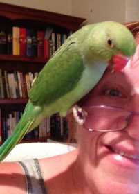 Lost Indian Ringneck Parakeet