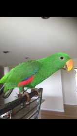 Lost Eclectus
