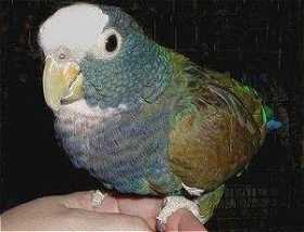 Lost Pionus
