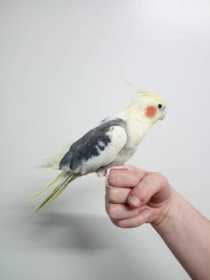 Lost Cockatiel