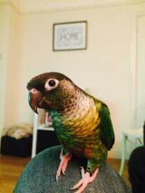 Lost Conure