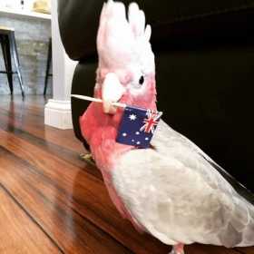 Lost Galah Cockatoo