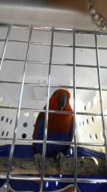 Lost Eclectus