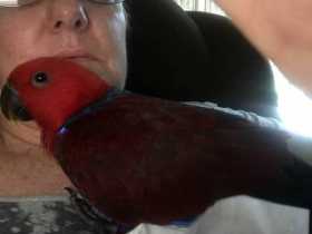 Lost Eclectus