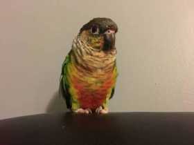 Lost Conure