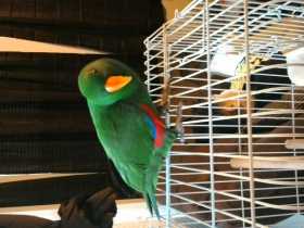 Lost Eclectus