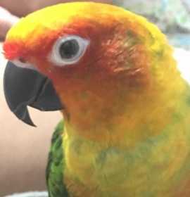 Lost Conure