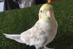 Lost Cockatiel