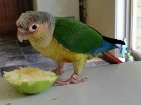 Lost Conure