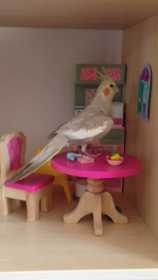 Lost Cockatiel