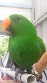 Lost Eclectus