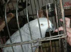 Lost African Grey