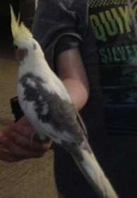 Lost Cockatiel