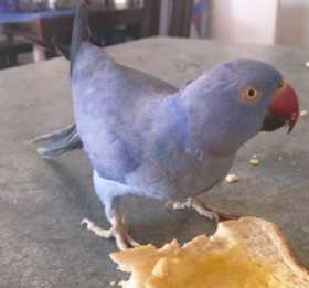 Lost Indian Ringneck Parakeet