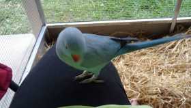 Lost Indian Ringneck Parakeet