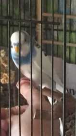 Lost Budgerigar