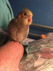 Lost Cockatiel