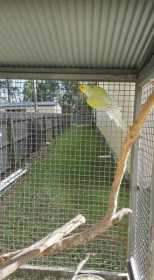 Lost Indian Ringneck Parakeet