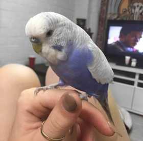 Lost Budgerigar