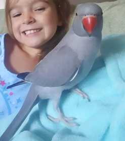 Lost Indian Ringneck Parakeet