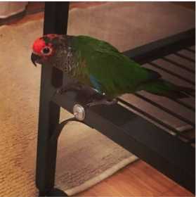 Lost Conure