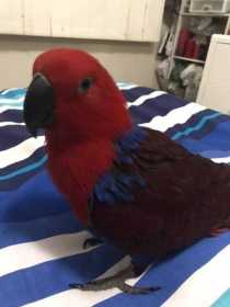 Lost Eclectus