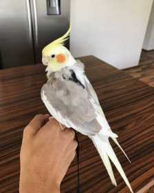 Lost Cockatiel