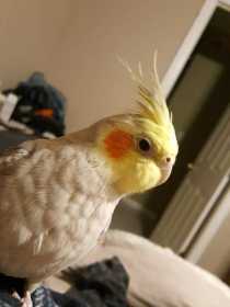 Lost Cockatiel