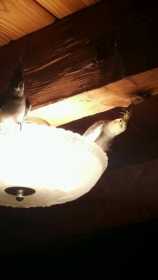 Lost Cockatiel