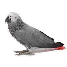 Lost African Grey