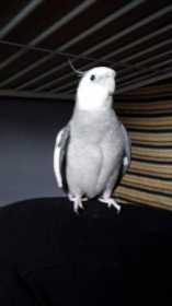 Lost Cockatiel